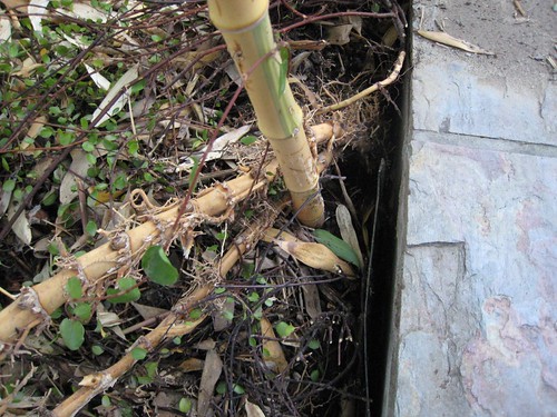 bamboo, castillon, running bamboo, invasive… IMG_3526