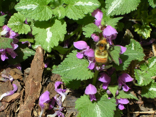 flowers canada britishcolumbia bee