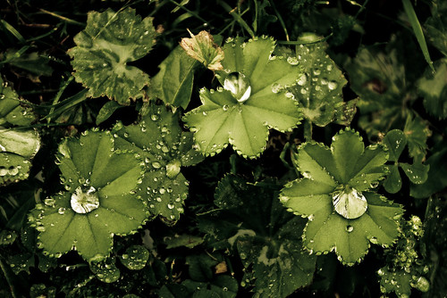 plants 3 plant green water grass leaves rain dark three droplets drops uppsala karamanis