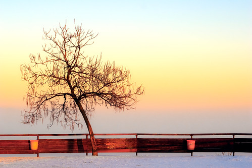 sunset cold tree frost slovenia lonelytree šmarjetnagora