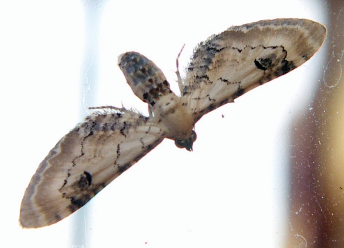 Eupithecia centaureata 3252121271_f27ae88e4b_o