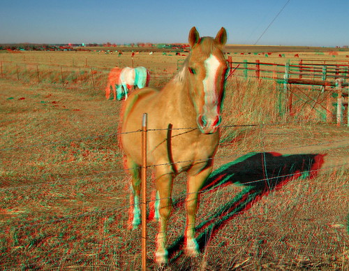 horse canon geotagged 3d stereo mapped redcyan analgyph sd1000