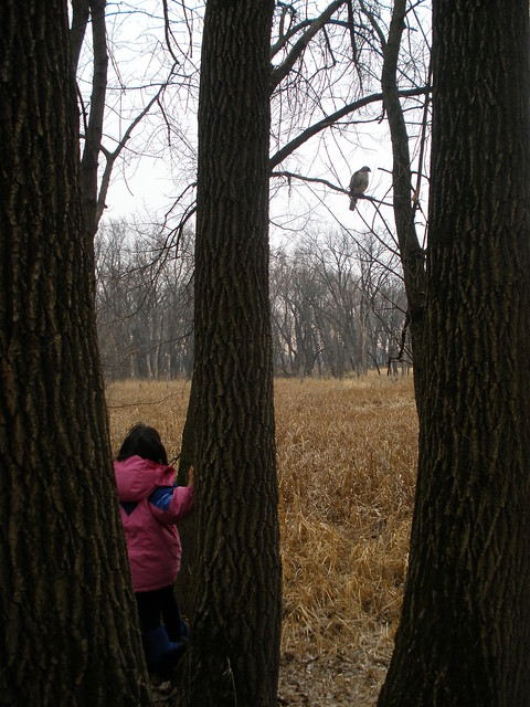 Olivia Looking at Hawk in Tree