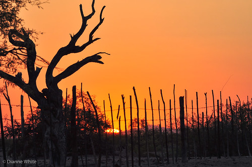 sunset arizona orange tree silhouette fence tucson nikond90 ©diannewhite