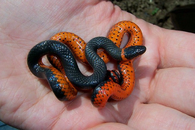 Northwestern Ring-necked Snake (Diadophis punctatus occidentalis ...