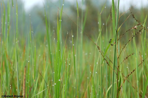 wildlife national grasses marsh refuge muscatatuck