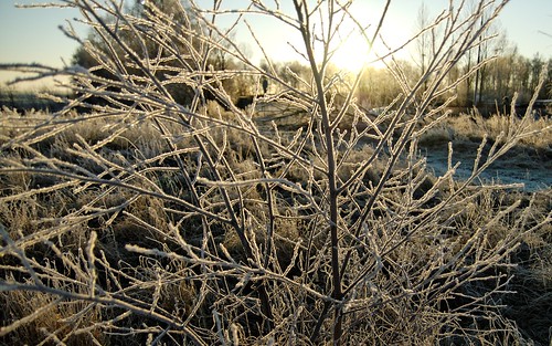 desktop morning wallpaper cold ice bush frost sweden background rime waytowork 1610 wtw 1680 nikond200