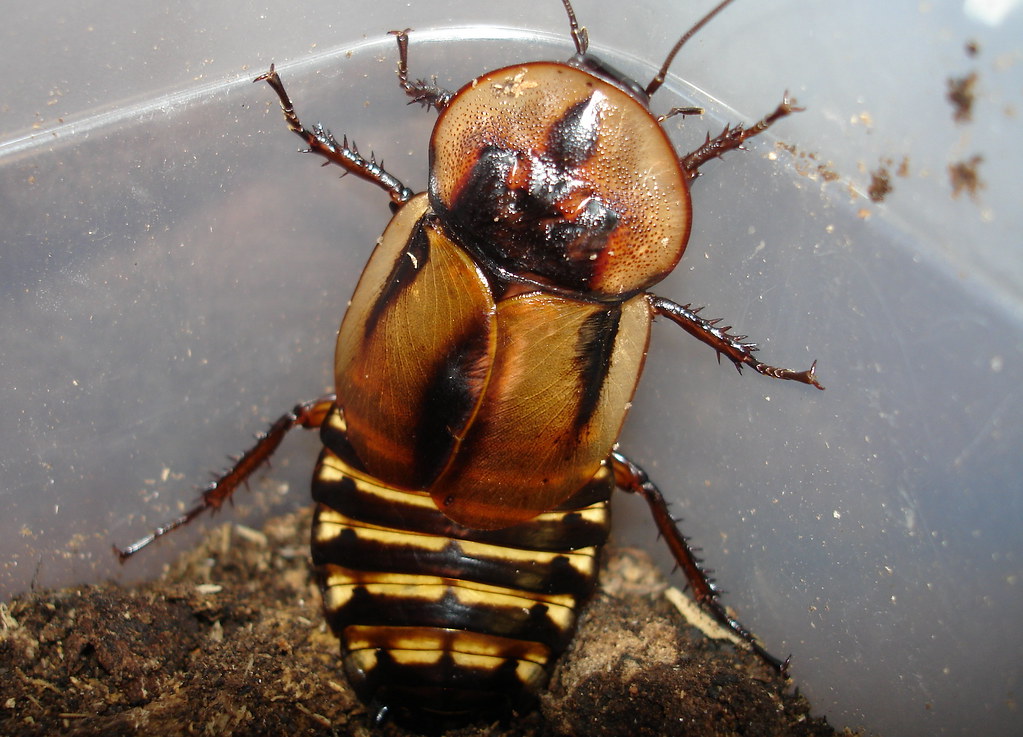 Cucaracha (Giant Cockroach)