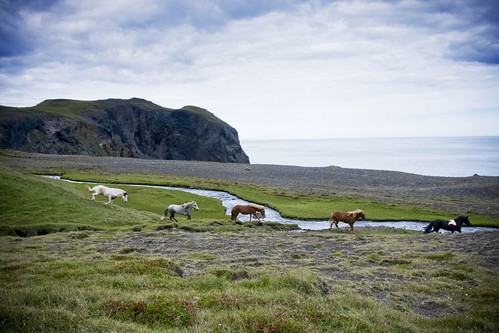 sky horses horse cliff holiday grass creek iceland sand northern ferðalag skagafjörður icelandichorse skagafjordur icelandichorses ketubjörg norðurland ketubjorg víkur skagatá skagata