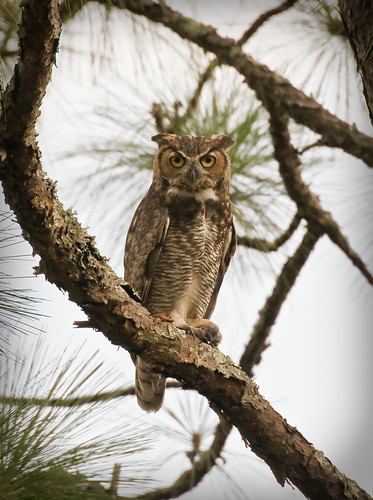 great horned owl lower wekiva river preserve seminole county florida eliteimages naturesfinest highiso canon 30d lightroom20 specanimal