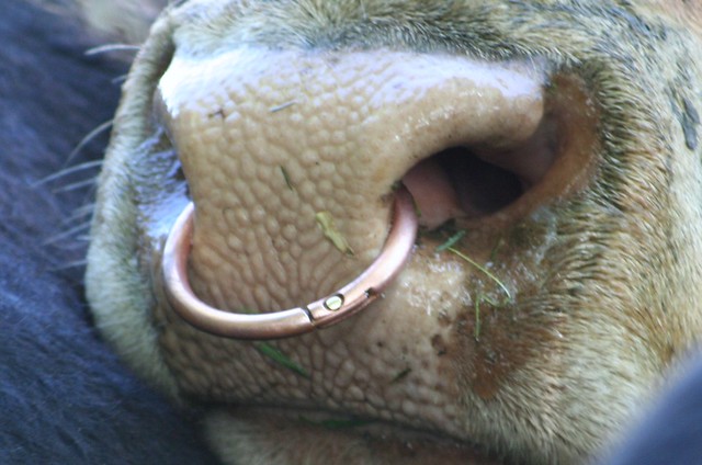 bull nose ring Flickr Photo Sharing!