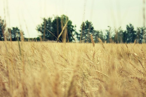 summer field yellow countryside estate wheat campagna giallo campo grano frumento sanbellino