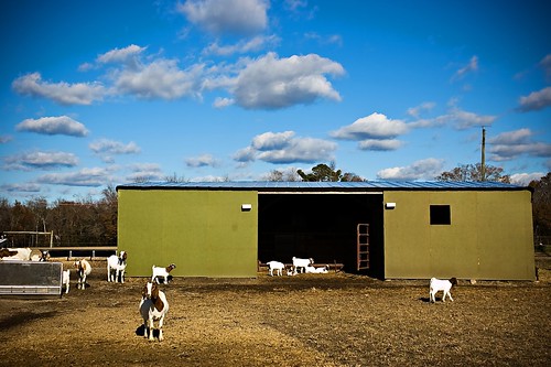 animals barn farm goat northcarolina goats 2008 karens trenton 4psranch