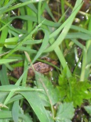 Froggie 