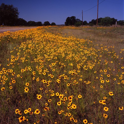 film mediumformat geotagged texas bronica wildflower filmscan coreopsis texaswildflowers texashillcountry masoncounty inspiredbylove bronicas2a geo:lat=30788401 geo:lon=99059097