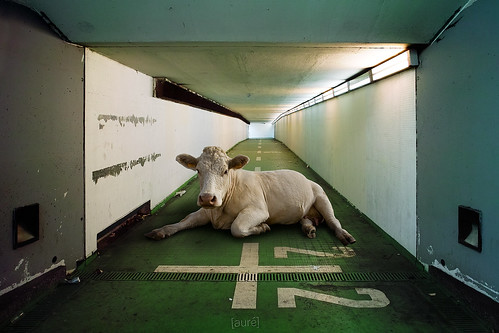 france animals cow fake surreal montage photomontage unreal tunel ruraldecay couloir vache saintdenis boeuf surréaliste auré sigmadp1
