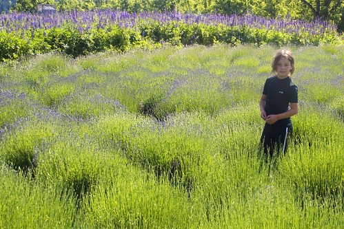 budding lavender farm