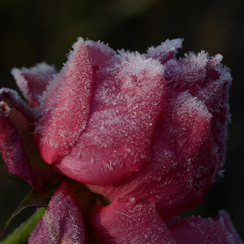 pink flower london ice rose frost croydon valerie naturesfinest canonefs60mm canoneos400d december08 pearceval 15challengeswinner parkhillpark beautifulworldchallenges