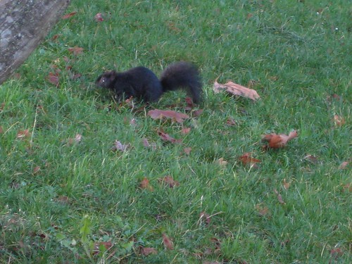 Black squirrel of Stanley park