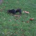 Black squirrel of Stanley park