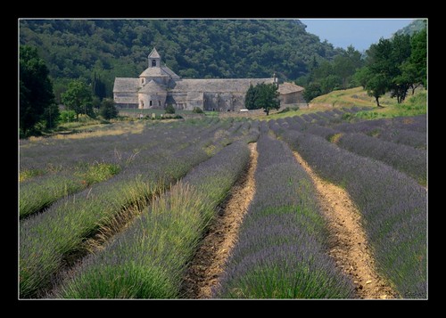 france abbey landscape nikon lavender paysage lavande vaucluse abbaye sénanque lubéron provencealpescôtedazur d80 sénanques thebestofday gününeniyisi