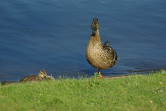 Duck on one foot I