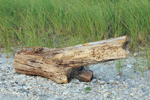 trees sea newyork beach seaside sand longisland driftwood imran drifter imrananwar