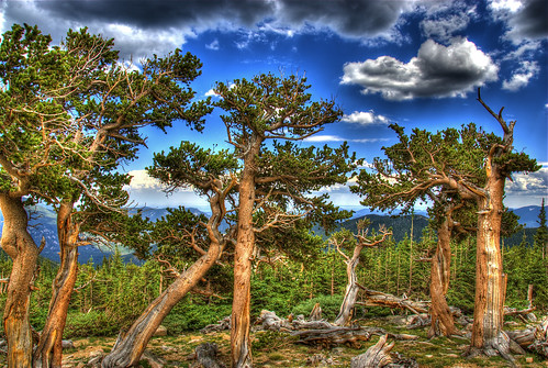 blue trees sky nature pine clouds landscape colorado scenic hdr mountevans bristlecone byway photomatix anawesomeshot 200807 mountgoliath forestmountains