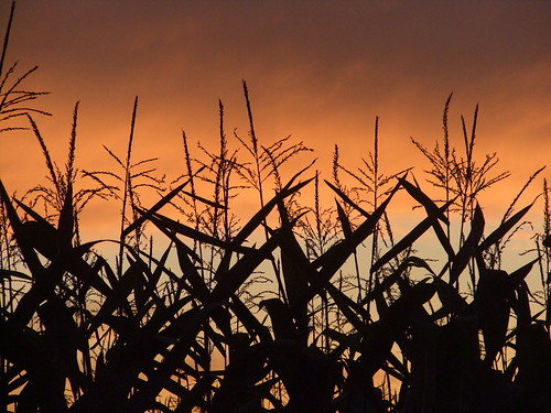 sunset red rot silhouette corn sonnenuntergang mais thechallengefactory fotocompetition fotocompetitionbronze fotocompetitionsilver saariysqualitypictures