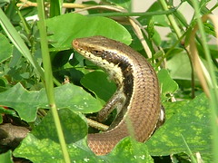 Life as a Skink by Mary M Peterson