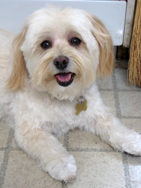Havanese Haircut Styles  Hairs Picture Gallery