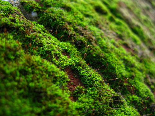 uk macro green nature moss harlow lichen essex