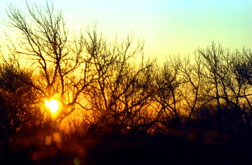 beautiful sunrise pretty treetops sight