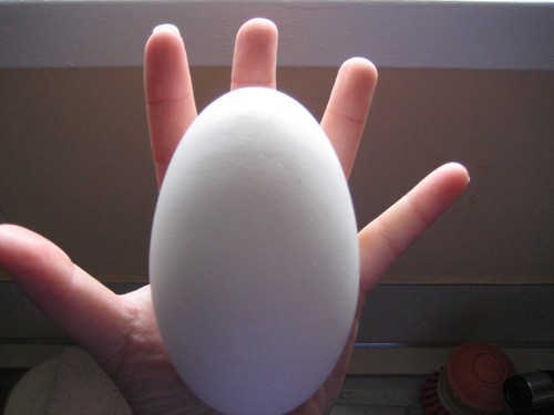 Hand and egg