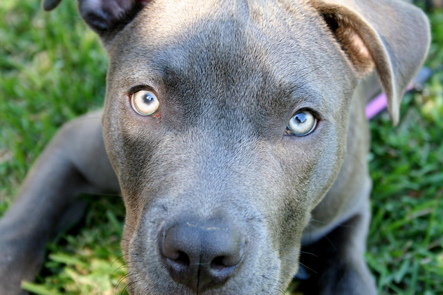 Baby blue pit bull. | Flickr - Photo Sharing!