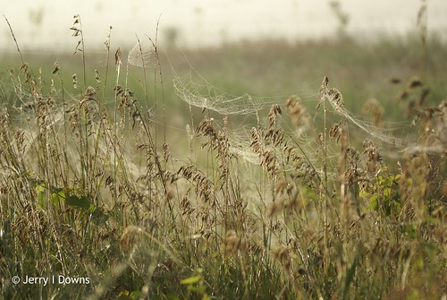 spider spiderweb indiana greenecounty goosepond jerryidowns