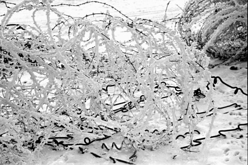 Snow on barbed wire 43 01