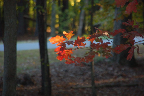 sunset tree fall leaves