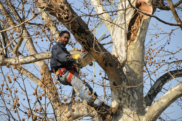Sycamore when to tree trim