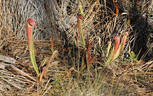 carnivorousplant sarraceniaminor hoodedpitcherplant
