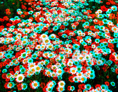flower stereoscopic stereophoto 3d spring anaglyph iowa siouxcity anaglyphs redcyan 3dimages 3dphoto 3dphotos 3dpictures siouxcityia stereopicture