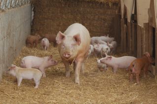 Pigs in Hoop Houses from Flickr via Wylio