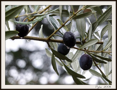 geotagged lumix olive panasonic ulivi frosinone olivi uliveto piglio roberto1956 fz28 dmcfz28 geo:lat=4183026252170705 geo:lon=1312410348376045 robertoagostini