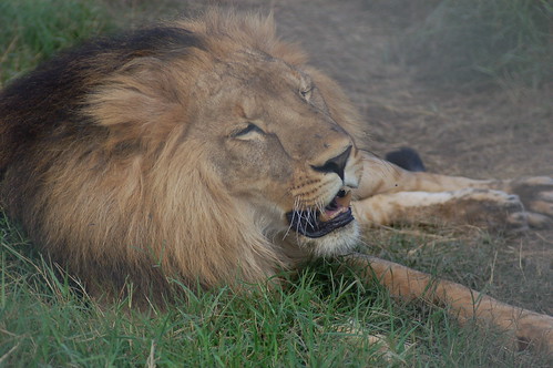 lion Kenya Nov 07 no 2