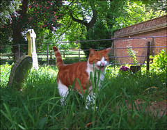 churchyard cat