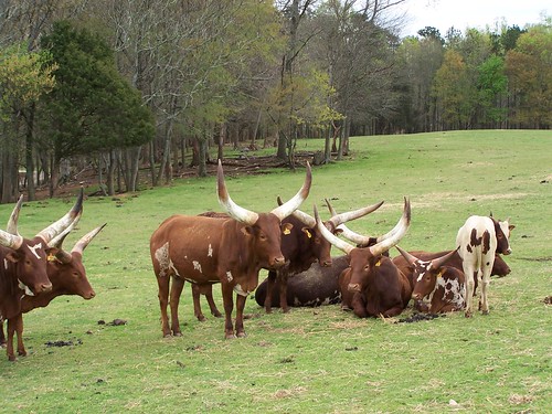 rural cow nc cows horns southern watuzi rowancounty bighorned
