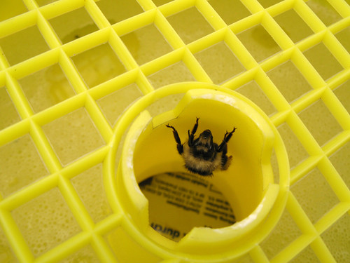 一隻誤入殺菌劑農藥罐的蜜蜂。圖片來源：Mesq。（CC BY-NC 2.0）