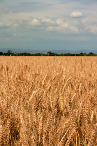 oats farmington