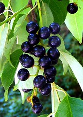 Rosaceae : Prunus serotina var. serotina  - Wild Black Cherry (Rum Cherry, Mountain Black Cherry) fruit