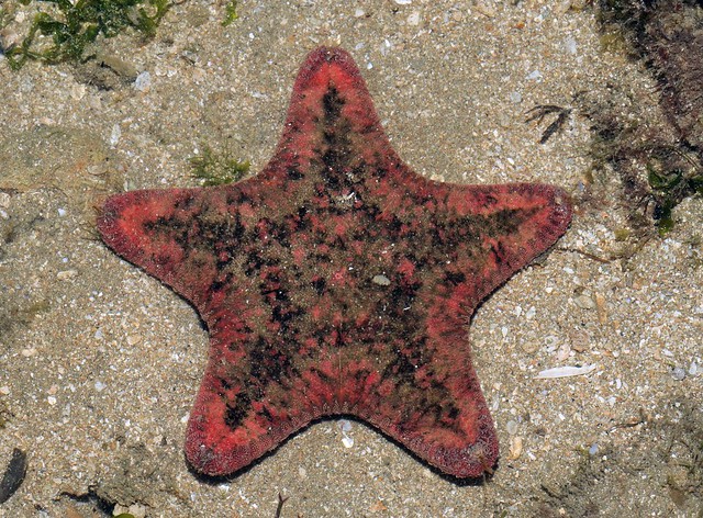 Cake sea star (Anthenea aspera)